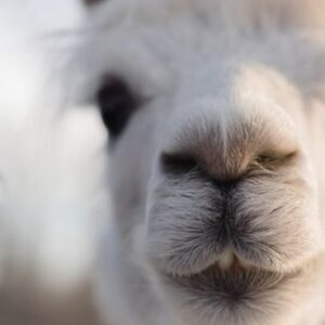Alpaca Stuffies